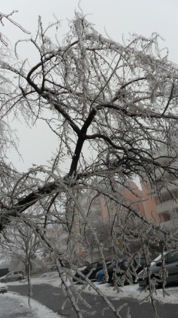 Vianočná poľadovica a ľad na stromoch